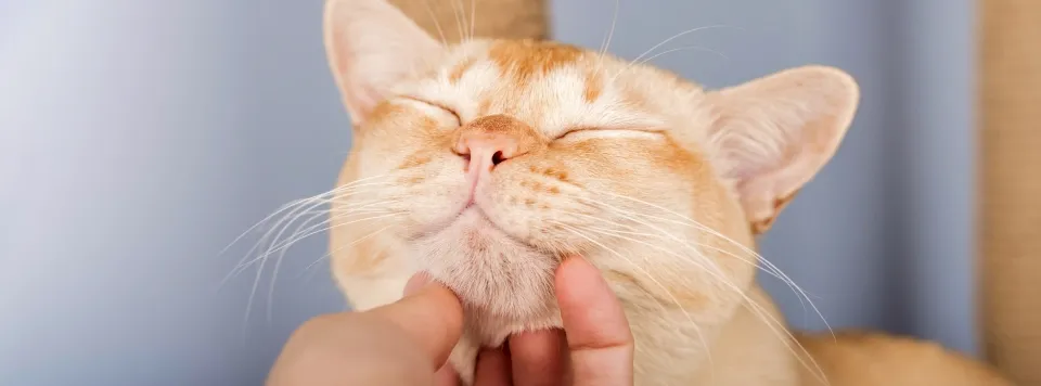 Поощрение кошки