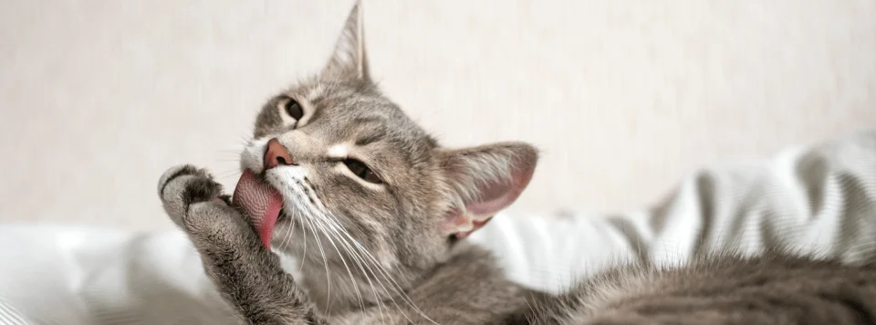 Гигиена и уход за шерстью