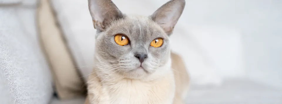 Лиловый окрас