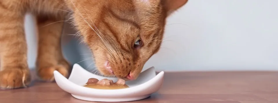 Лакомства для кошек