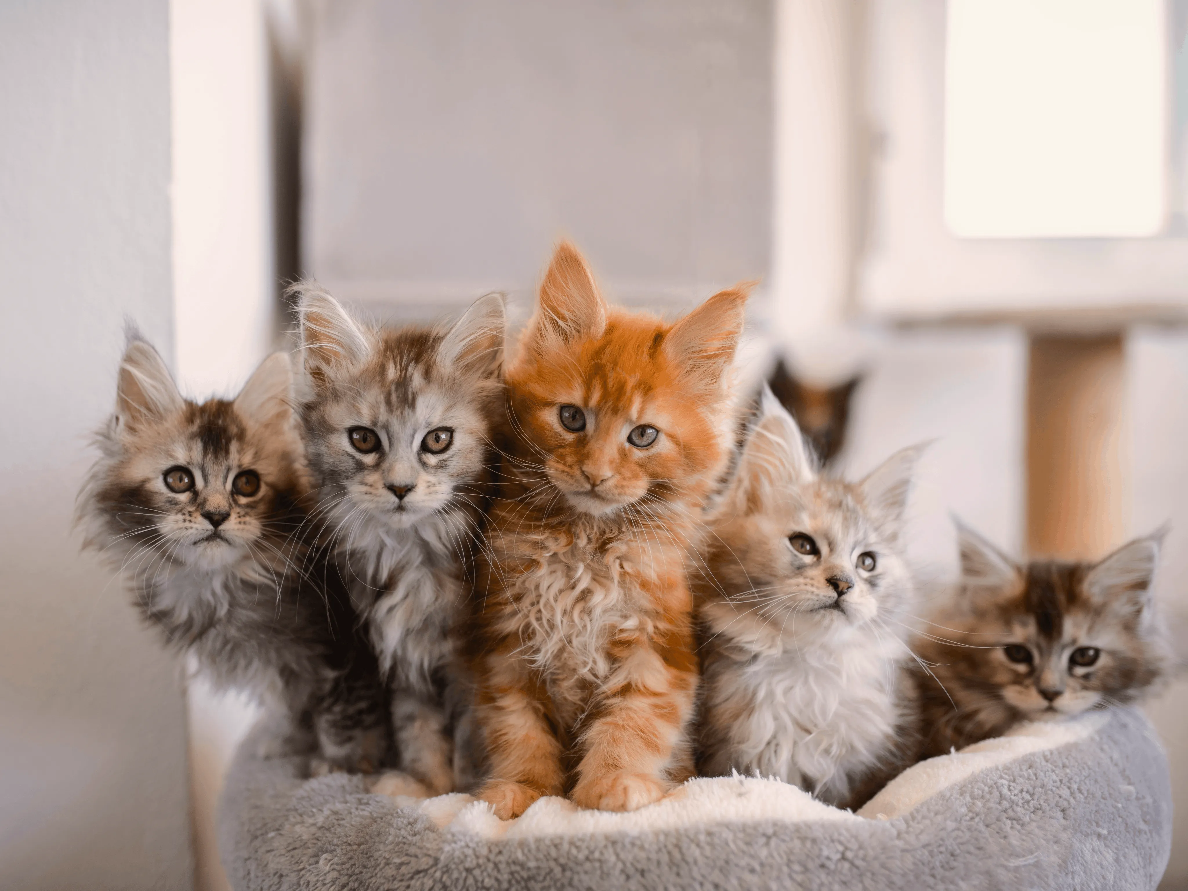 Выбор котенка породы мейн-кун