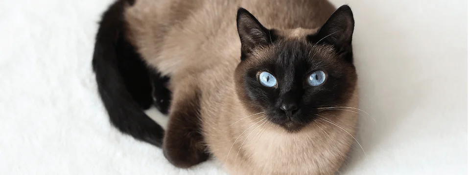 Фото сиамской кошки