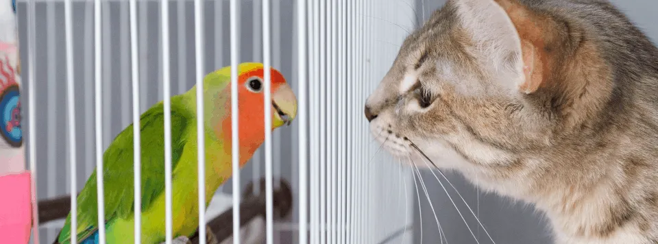 Как подружить кошку с попугаем?