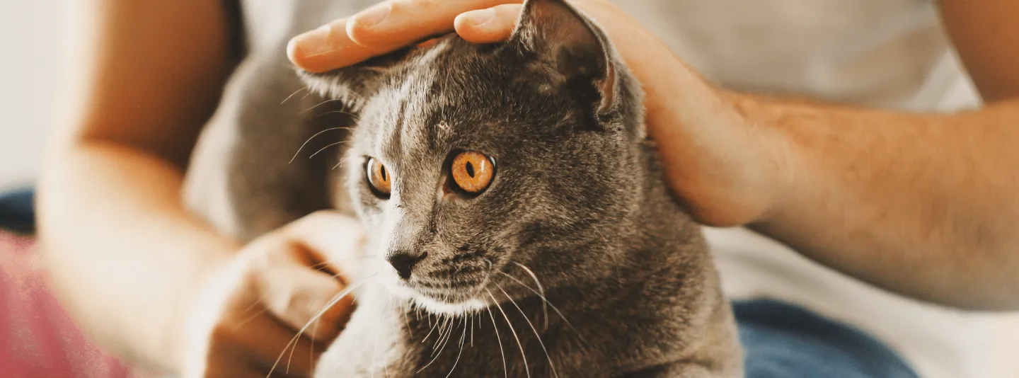 Кошка не любит сидеть на руках
