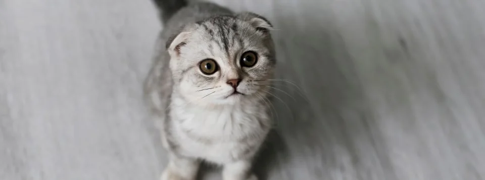 Поведенческие причины