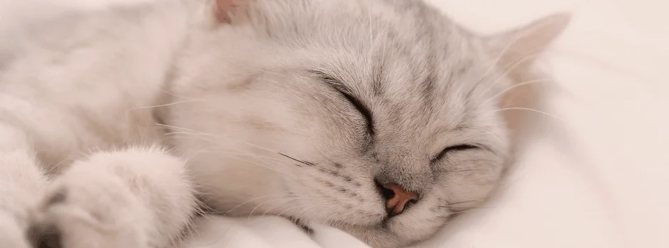 Продолжительный сон кошки