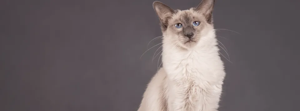 Порода яванез