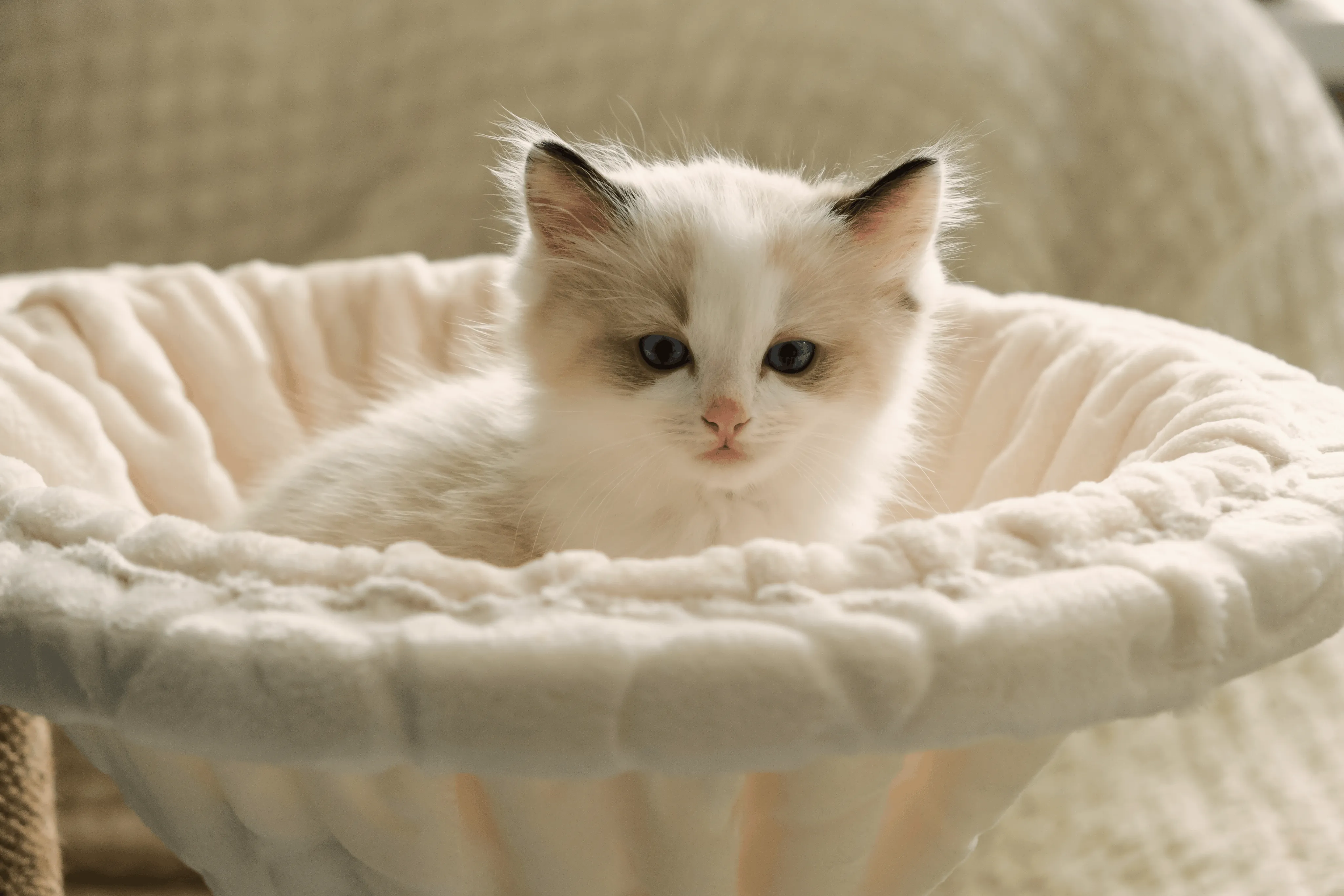 Котенок рэгдолла