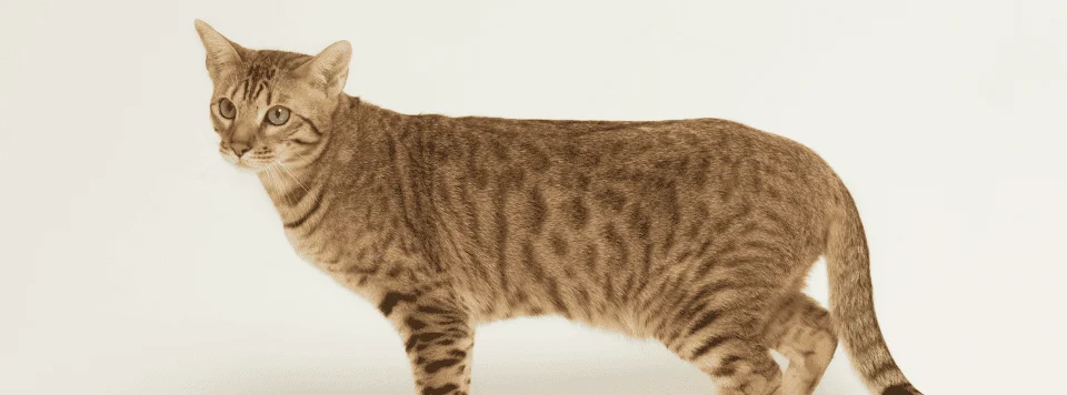 Окрас оцикета