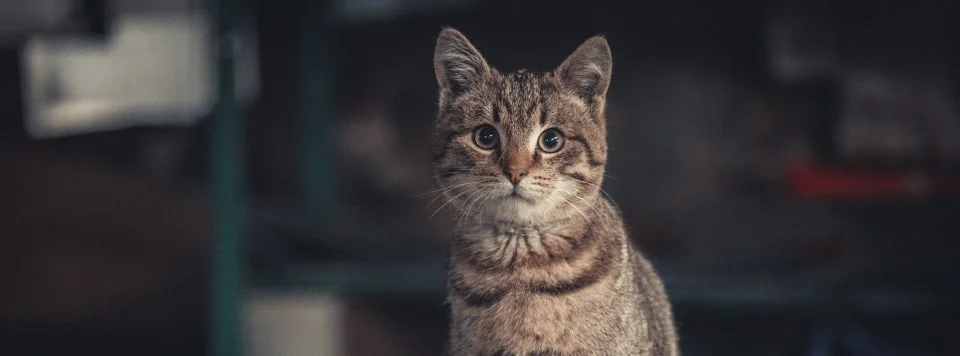 Кошка кричит по ночам