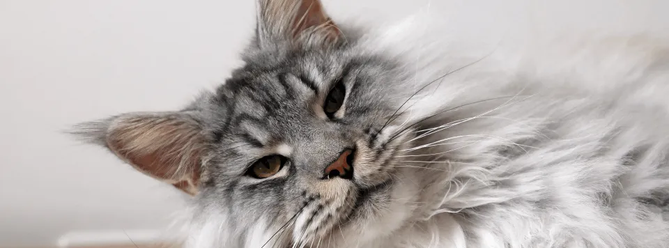 Окрас мейн-кунов