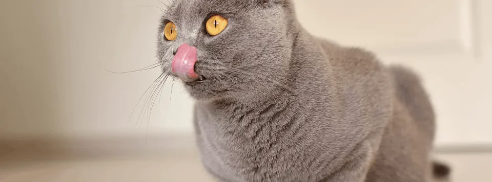 Правильное питание кошки