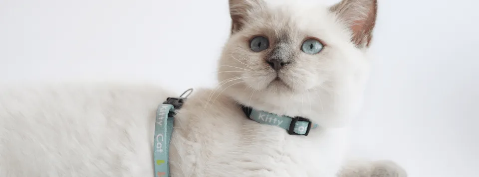 Как приучить кошку к шлейке?