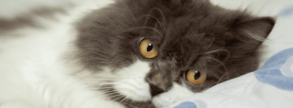 Внешность породы наполеон