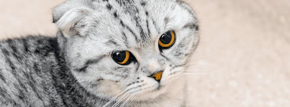 Заболевания глаз у кошки