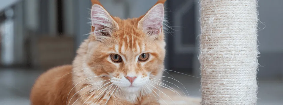 Роль таурина в организме кошки