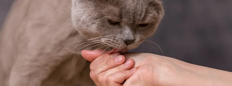 Облизывание как способ коммуникации с хозяином