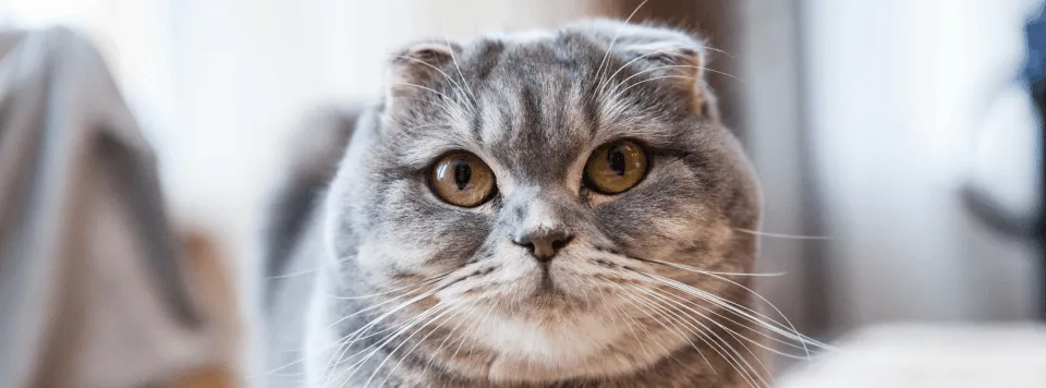 Черепаховый мраморный окрас