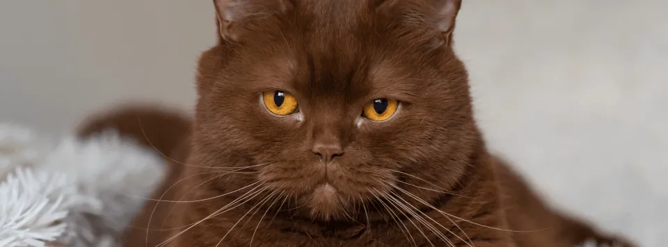 Окрас циннамон