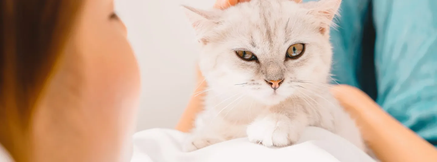 Аллергия на кошек