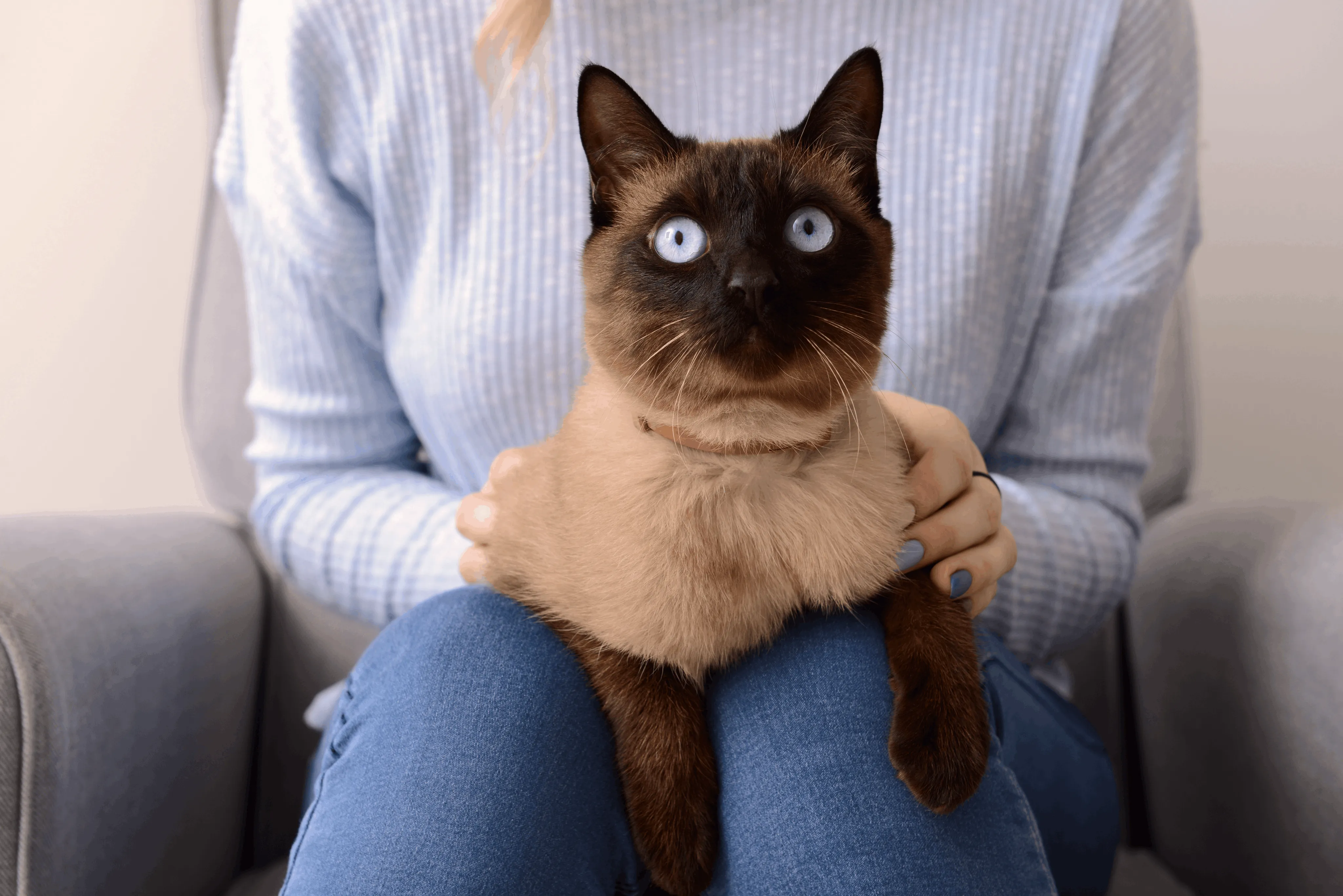 Тайская кошка и хозяин