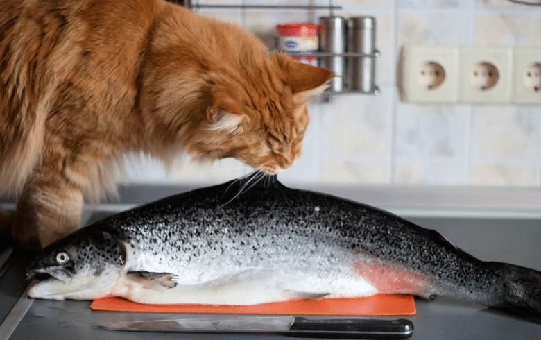 Какую рыбу можно давать кошке?