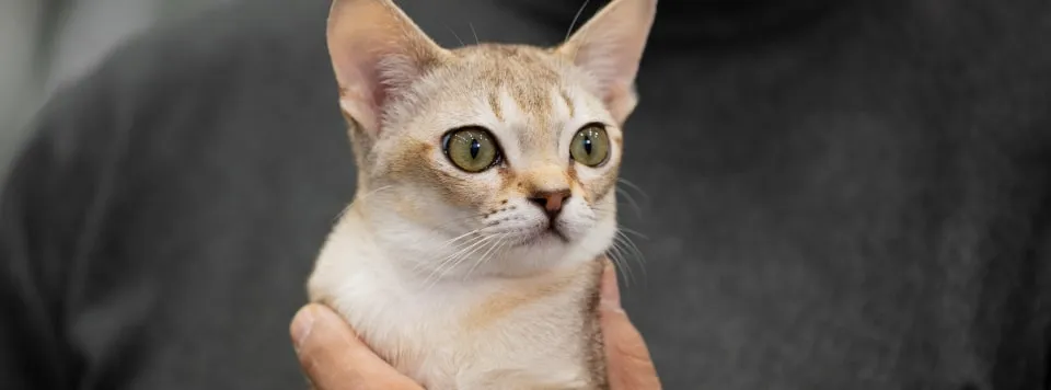 Сингапурская кошка