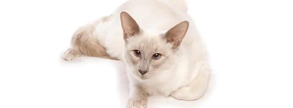 Яванская кошка