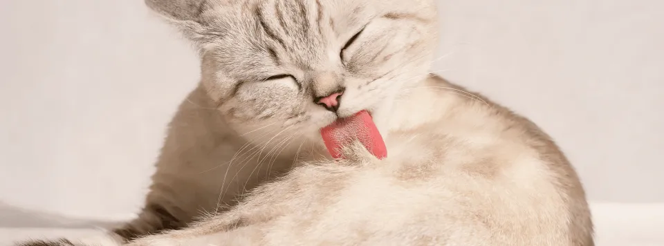 Зачем кошки умываются?