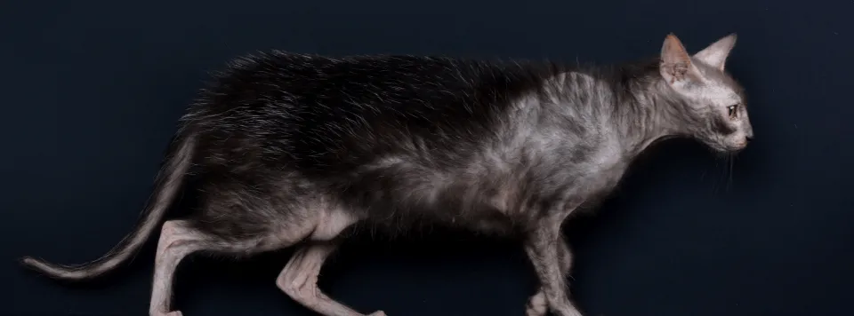 Внешность породы ликой