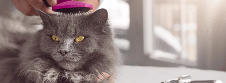 Уход за серой шерстью