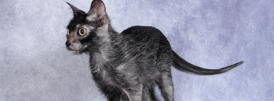 Порода ликой