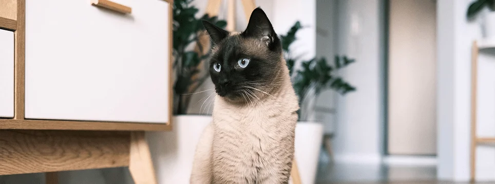 Внешность сиамской кошки