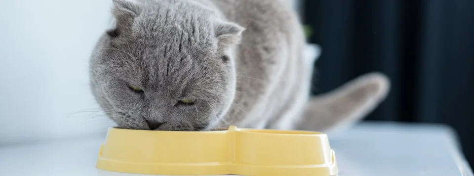 Режим кормления кошки