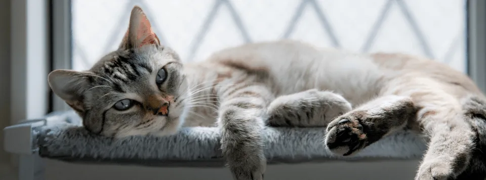 Уютное пространство для отдыха кошки