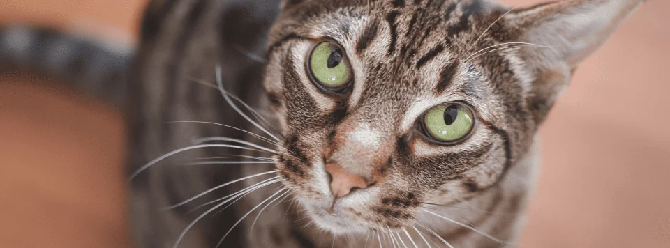 Характер оцикета