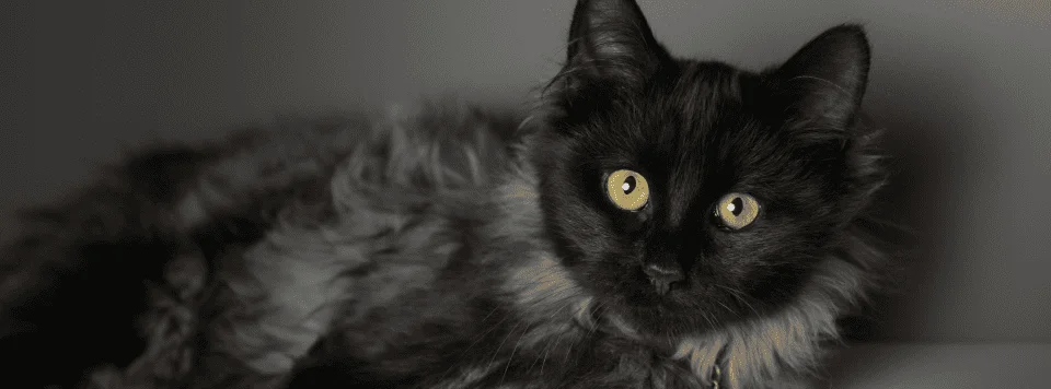 Шантильи-тиффани