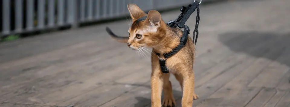 Как должна сидеть шлейка на кошке?