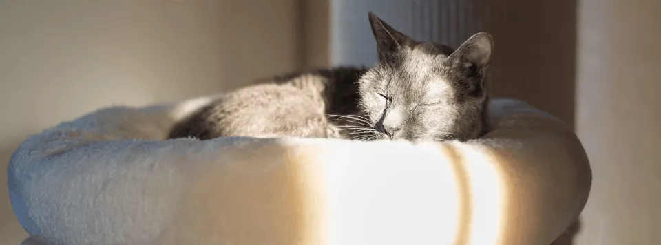 Режим сна кошки