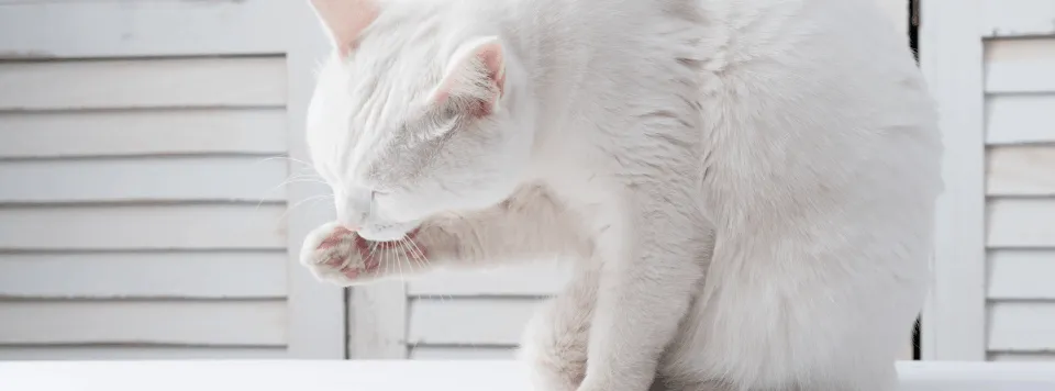 Гигиена кошки