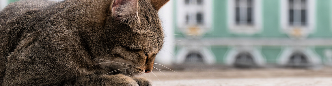 Коты берегут Эрмитаж