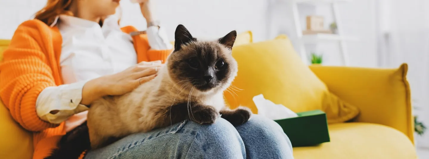 Аллергия на кошек