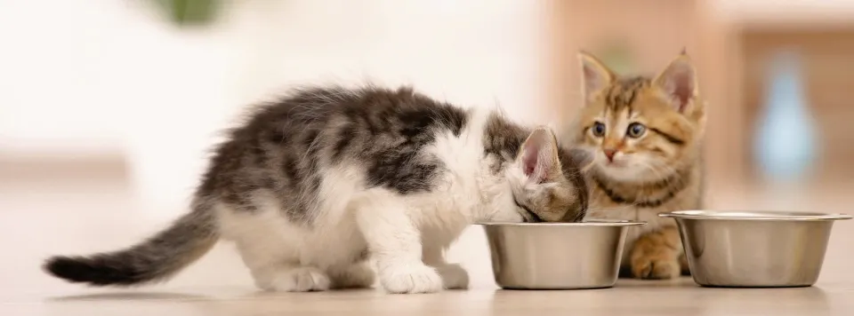 Кормление котят