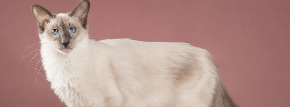 Внешность породы яванез