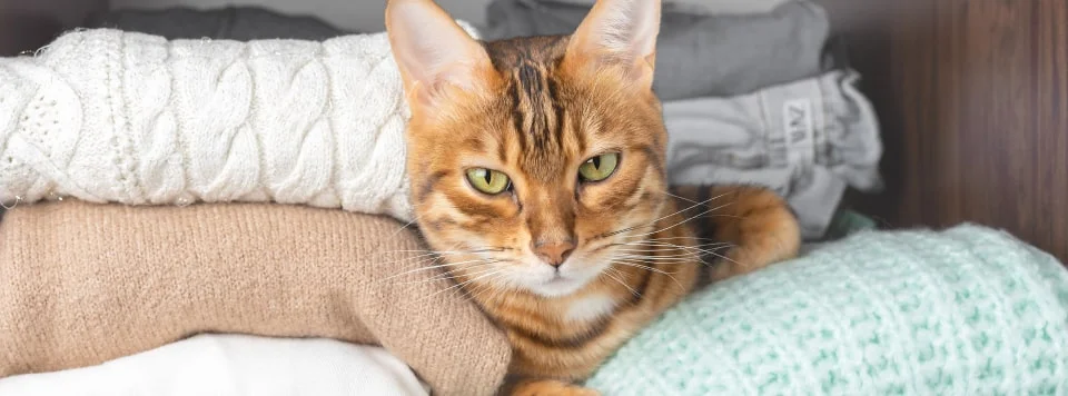 Что делать, если кошка спряталась?