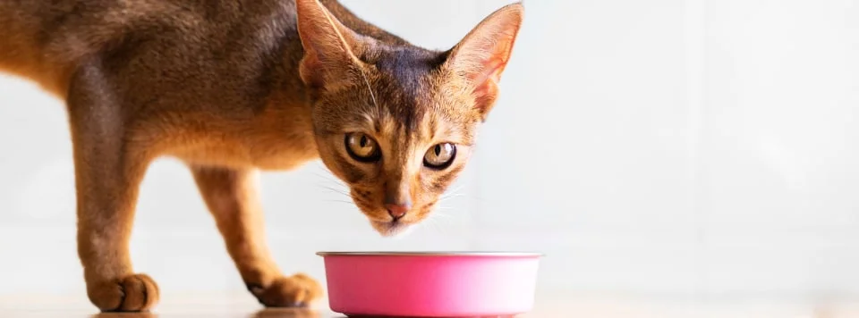 Питание для активных кошек