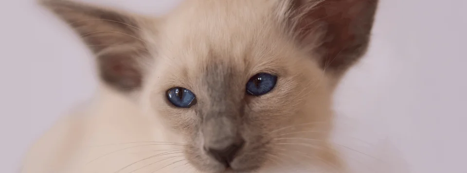 Строение ушей у кошки