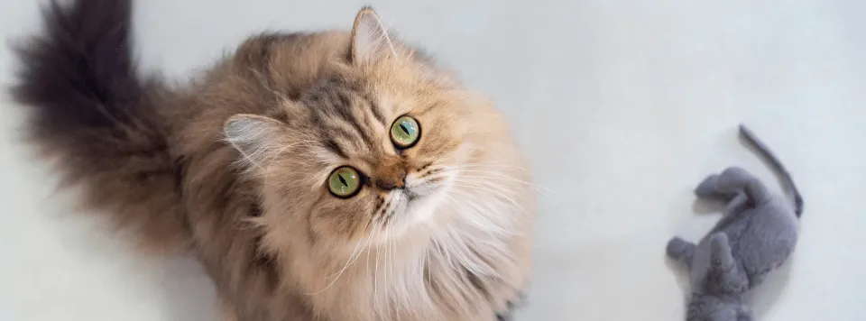 Влияние таурина