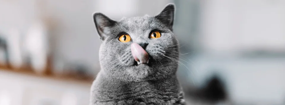 Облизывание после еды