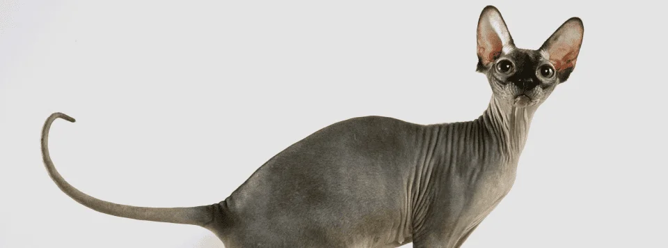 Расширение зрачков во время течки